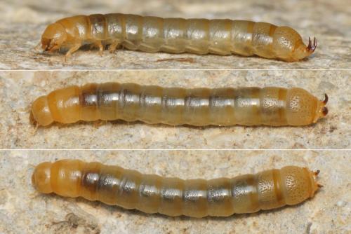 Réf. 212 362 : Nalassus dryadophilus